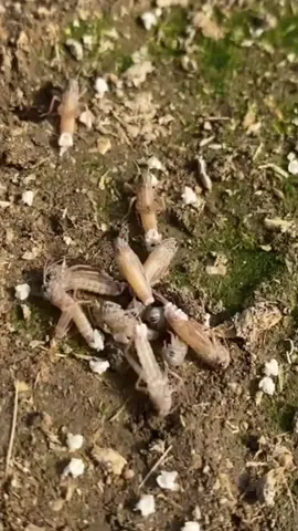 walang ngenetes#makananunik #cemilanenak #cemilanunik #belalanggoreng #viralvideos 