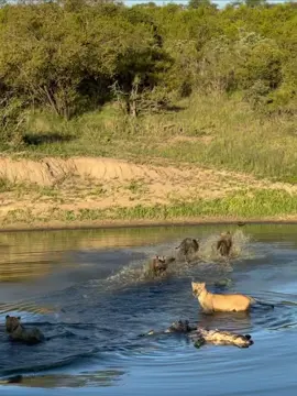 Lions suddenly run out of water. They were feeding on a Buffalo meal in the water before they all got frightened by something strange. 😳 #elleafricasafaris #elleafricasafari 