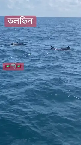 ডলফিন 
