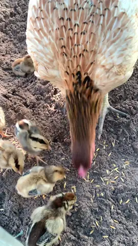 เสียงไก่น้อยมันช่างหอมหวาน😚💗#ไก่ชน #ฟืดๆๆ 