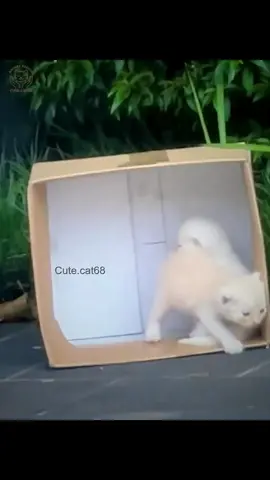 Two kittens lost their mother meowing for help and I couldnt pass by #rescuecat #rescue #rescueanimals #pet #cute 