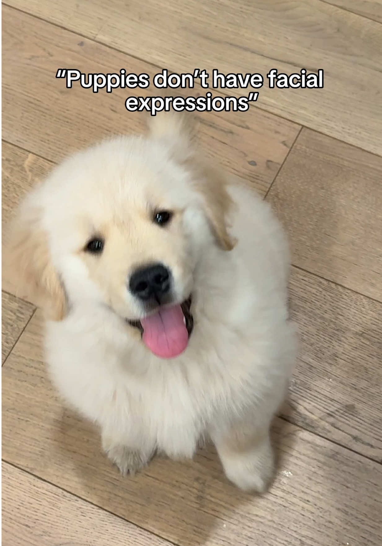 Hugo was a very expressive puppy 😉#goldenretriever #puppy #puppyface 