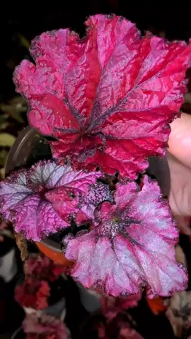 baja ni dirumus khas untuk keladi. pencinta keladi kena ada baja ni #bajakeladi #bajaviral #keladihiasan #affiliate #fypシ 