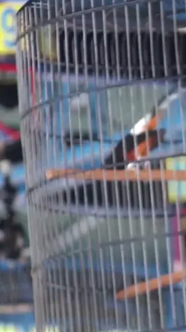 muraibatu mulyono 🔥🔥 #muraibatumania #kicaumanianusantara #muraibatumedan #muraibatuindonesia #fyp @Muraibatu.indonesia🦅 @sorotan 