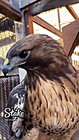 Red tailed hawk #Empire_EDox #edits 