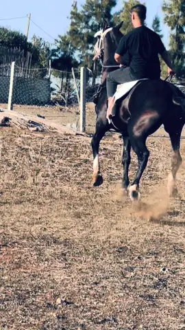 #شعب_الصيني_ماله_حل😂😂 #tbawrida🐎🐎💃😍😍 #تحياتي 