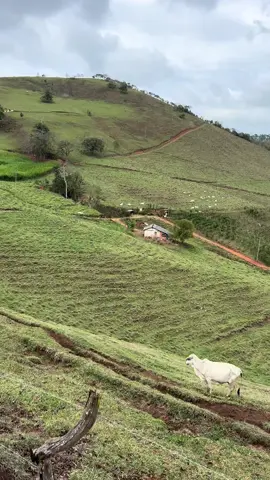 Bom dia🤠#simplicidadedaroça #vidasimplesnaroça #roçaafazenda #roça #roçacaipira 