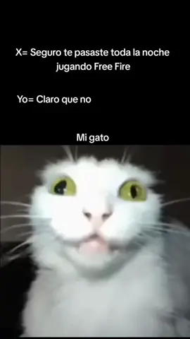 Wow un equipo relación como el ave fénix😦#humor #parati #freefire#gato #fyp 