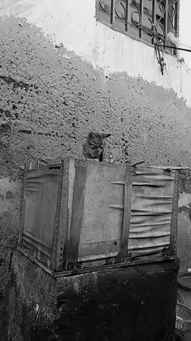 @BABUALLY #CapCut si vous n'aimez pas le chat si né likez pas#tricago 😈❤️❤️