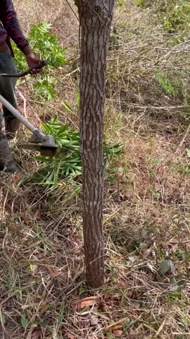 #roçadeira #vidanocampo #vidanarroça #popular #agro 