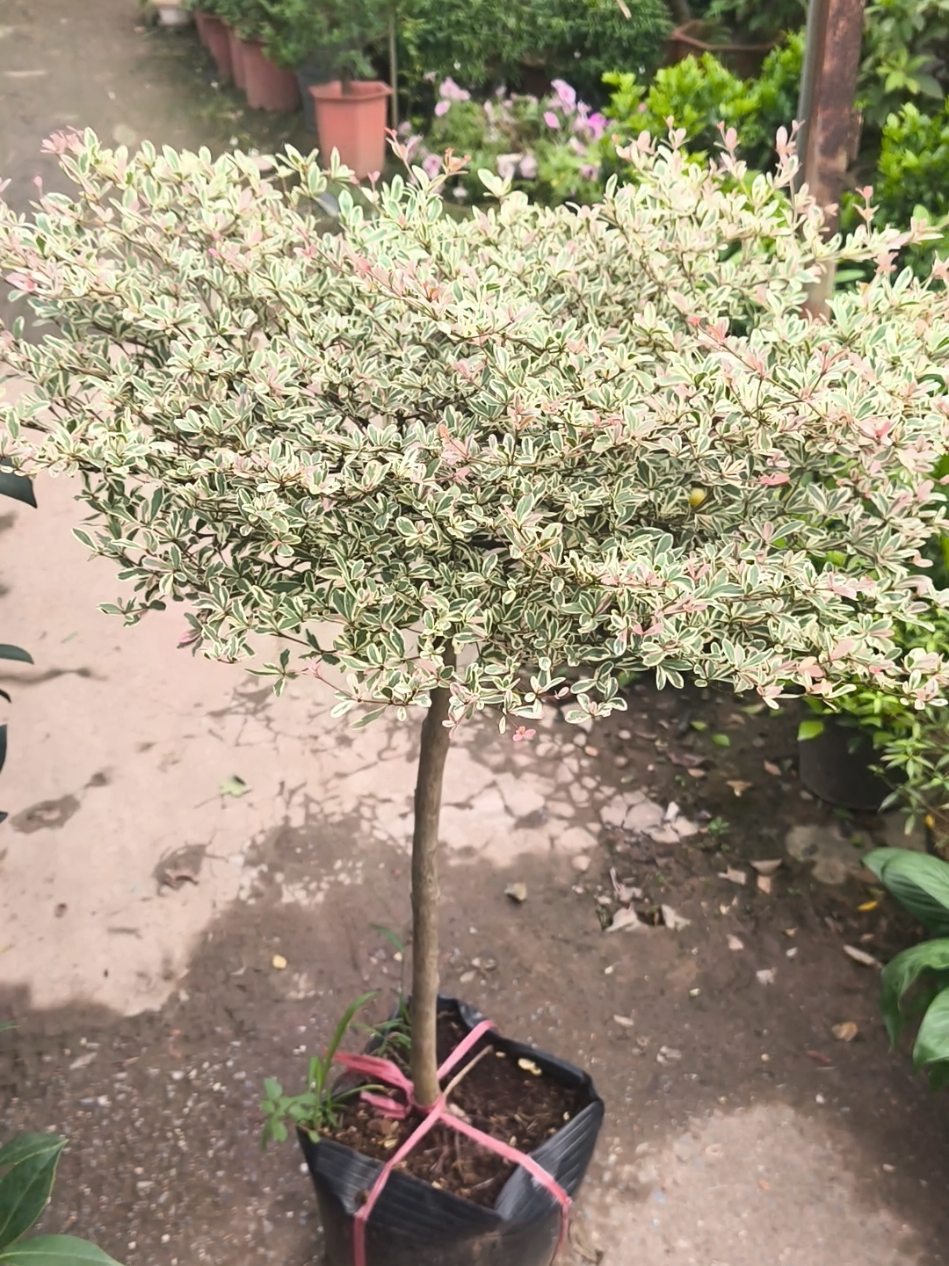 Cây Bàng Đài Loan cẩm thạch decor ban công, sân vườn. Cây sống khỏe, dễ trồng, dễ chăm sóc, ưa nắng #caycanh #cayphongthuy #decor #tiktokshop #xuhuong 