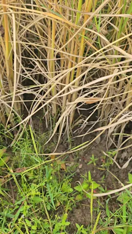 ลมหนาวบ้านเฮา