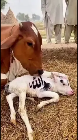 Cumanız Mübarek olsun hayịrlı cumalar #allah #allahuakbar3x❤️❤️ 