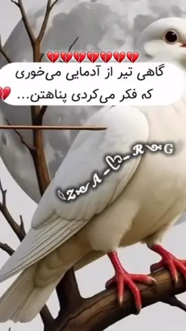 ❤️‍🔥😭❤️‍🔥#fypシ #afghanistan #foryou #تاجیک_اوزبک_پشتون_هزاره_هم_وطن #🤝 