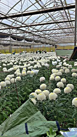 Mưa gió cũng phải kiếm tiền #fyp #xh #dalathasfarm 