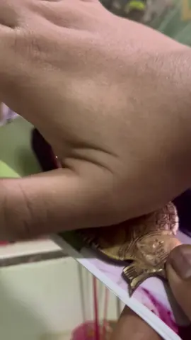 ritual media pelet semar mesem extrime  untuk mengembalikan pasangan yg sudah cerai berpisah wlpun sudah bertahun tahun dia akan kembali kepada kalian karena media pelet ini sangat dahsyat untuk menarik target agar kembali kepada kalian sayang nurut cinta dan selalu kepikiran kalian dan tergila gila mencintai kalian dan royal kepada kalian 7 hari pengerjaan ritual sblm 7 hari akan tembus kepada target #xyzbca #fyppppppppppppppppppppppp #gurumuda #lewatberanda #pelettalipocong