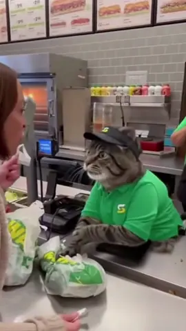 She is lying and blaming the cat #cat #catlife #funnyanimal #funnycats #funnycats