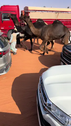 أكلت اللوري وراها❤️‍🔥. #الحرصه #تصويري📸 #اكسبلور #حرصة_المجاهيم #هامات 