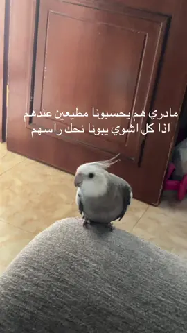 ابي اشيله ينزل راسه🙂#كروان #كوكي 