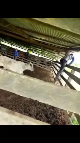 Kondisi terkini mushola PONPES Al Khoziny Sidoarjo ambruk saat salat ashar #jtvjember #evakuasi #sidoarjo #fyp 