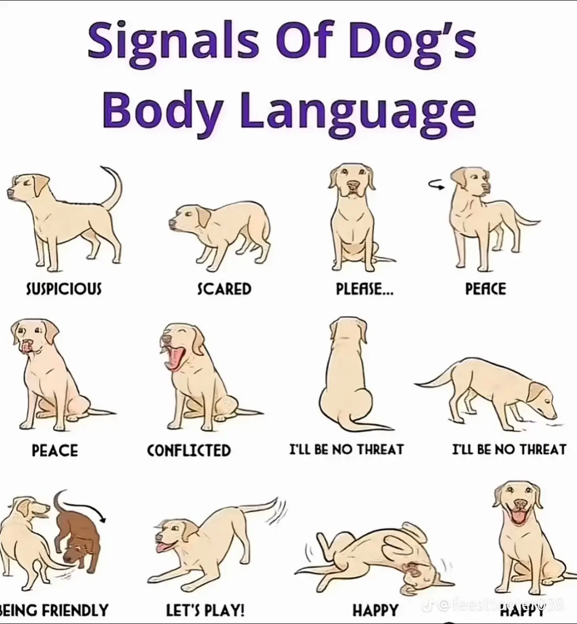 #pet #mypets #dog #cutedog 