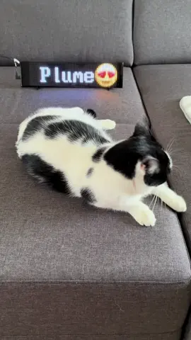 🥰😻🖤🐈‍⬛ #catsoftiktok #cat #TikTokCats #chatnoiretblanc #normandie 