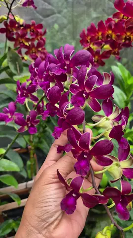 Duet maut ditengah hujan, wkwkwk#Fitrianggrek #pecintaanggrek #pantaucocokbayar #fyp 