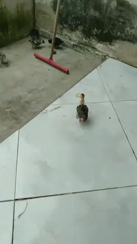 Recuperen la sandia #pollitoscriollos #pollitomejorando #pollosgigantes #finca #rancho 