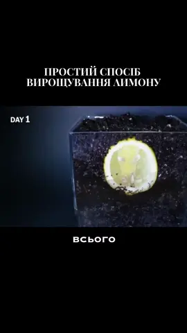 🍋 Простий спосіб виростити лимон вдома Інст👉 lenna_mazur