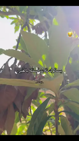 #fyp #explor #tiktok #viral #ستوريات 