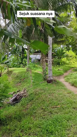 Semilir angin yang berhembus bikin betah sejuk suasana nya #pemandanganalam #sawahpadi🌾 #alampedesaan #vypシ #lagusunda 