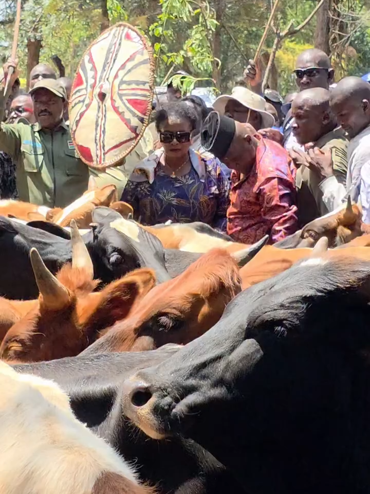 Kalonzo Musyoka carries spear and shield as he stormed Opoda farm with a herd of cows to mourn his political brother Raila Odinga.