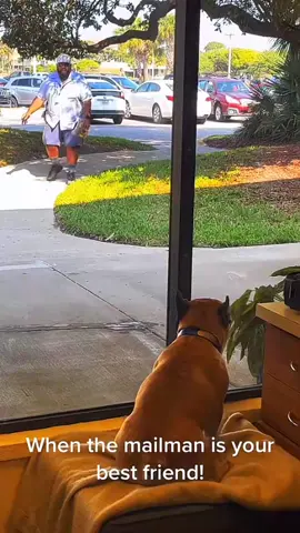 Dogs make friends with delivery people 🥰❤️ #pet #cat #dog #cute #animals #foryou #typ 