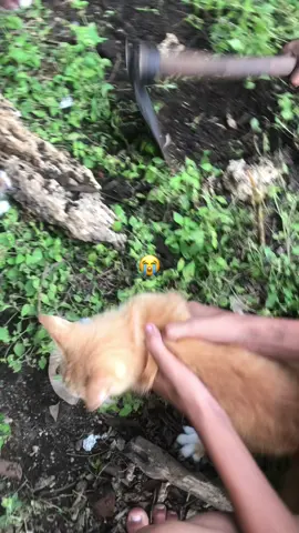 kucing e sek nglayat cah😭#caruban24jam 