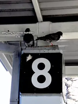 🎱  #pedri #fcbarcelona #fypシ゚ #foryoupage #inzxwn 