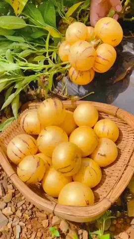 #bibitmelon #melonpepino 