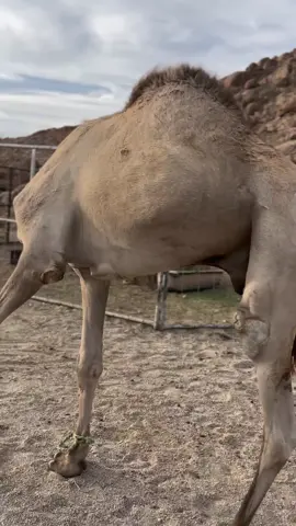 افلح من ذكر الله # سمحان #الاب غازي# مهجن# اكسبلورر# حقل# الشرف# البدع# الحامدي # العمران # الحويطات 111