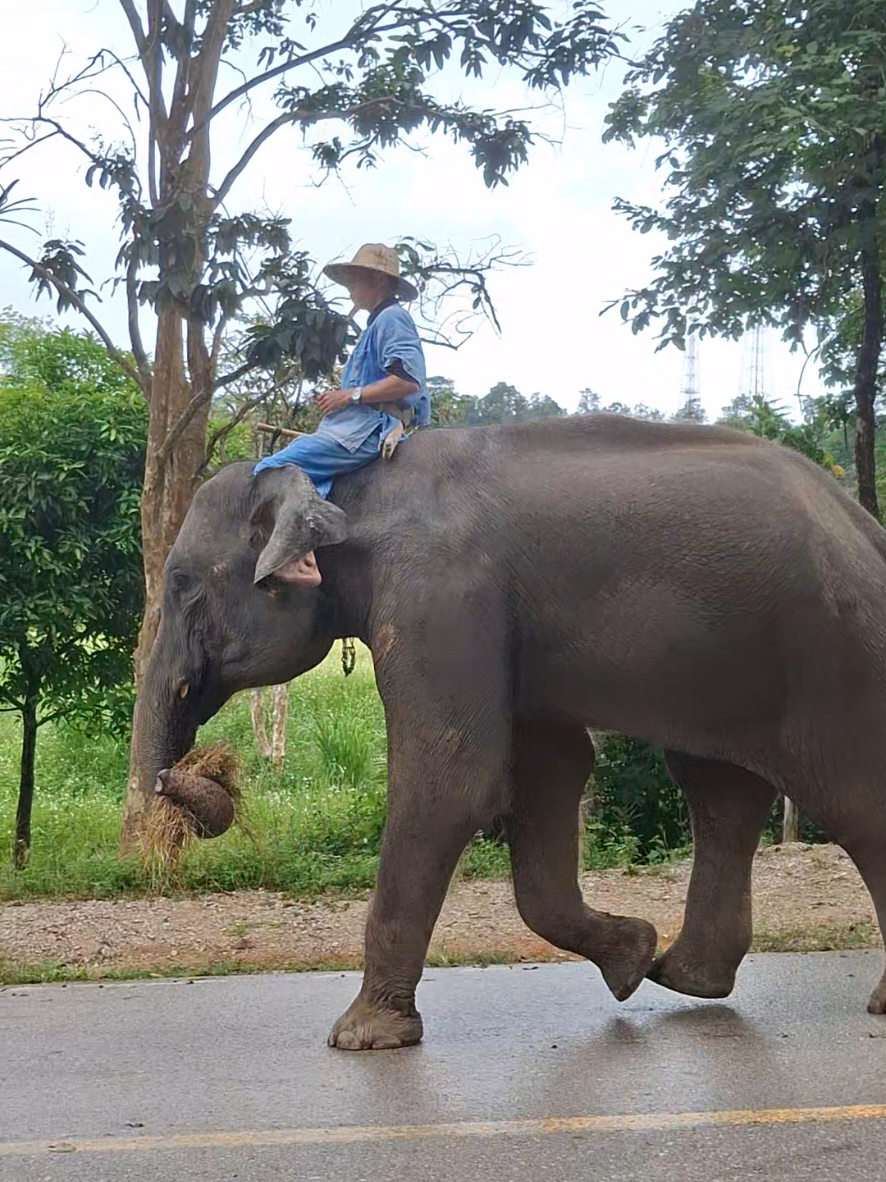 สิงหาบอย พ่อหนุ่มน้อยนักมวยที่มีน้องสาวเป็นนักวิ่ง#สีดอสิงหา #ช้าง #ศูนย์อนุรักษ์ช้างลําปาง 