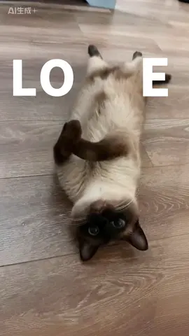 #catsoftiktok #siamesecat #cute 