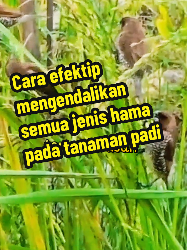 pupuk pengusir semua jenis hama pada tanaman padi #pupuk #pengendalihama #tanamanpadi #hamapadi #biomes 
