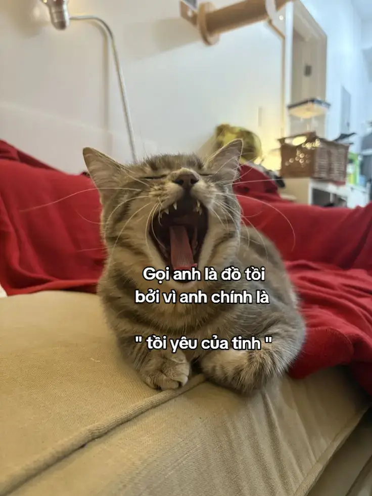 #xh #viral #fyp #tamtrang 