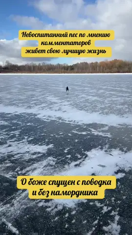 Жесть, не для слабонервных 🐕‍🦺 #цвергпинчер #dogsofttiktok  #dog #рекомендации 
