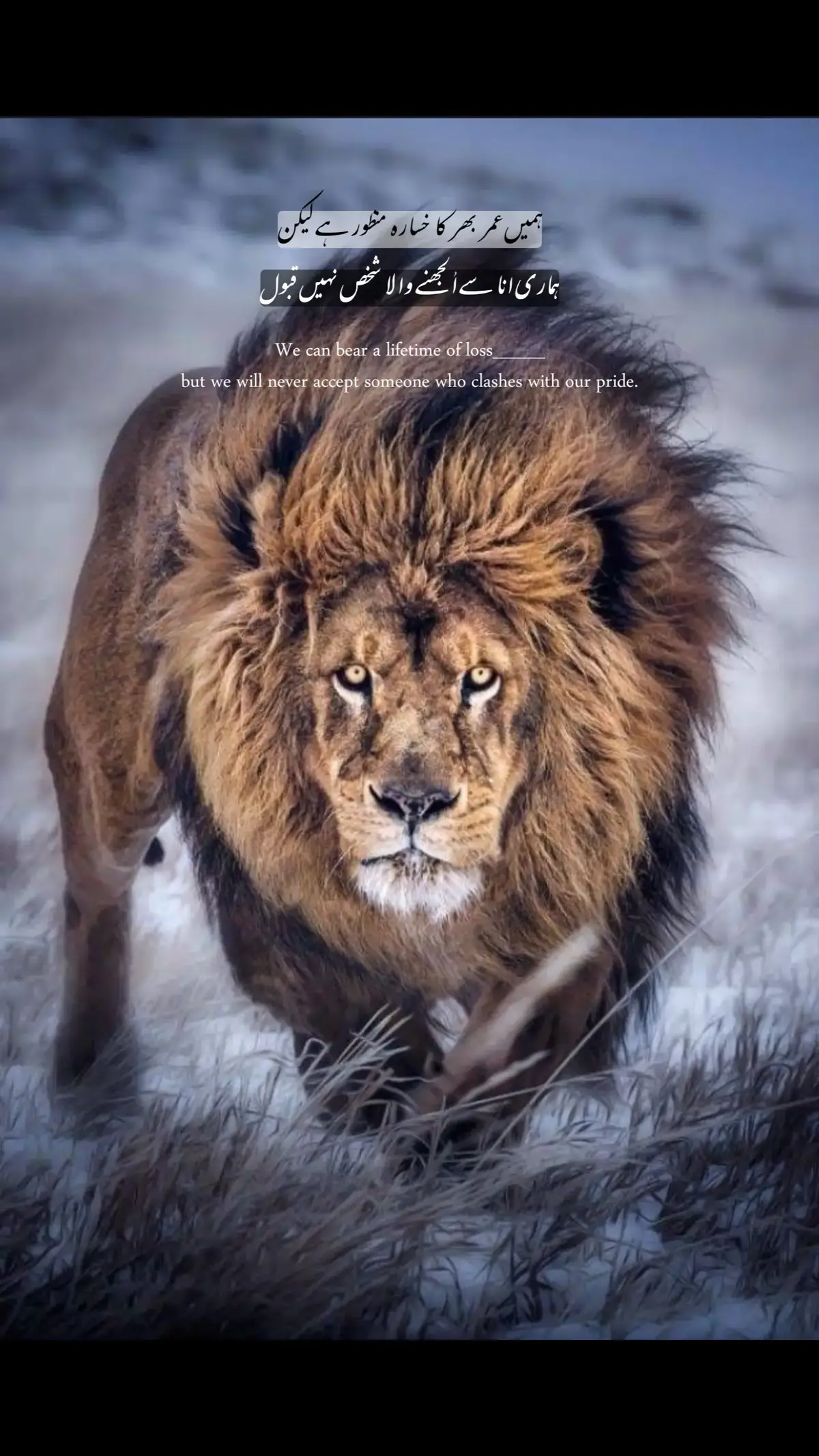 اگر میں انا پرست ہوں، تو یہ لائنیں میری حقیقت کا آئینہ ہیں۔ میں وہ شخص ہوں جو نقصان برداشت کر سکتا ہے، مگر اپنی انا پر سمجھوتہ نہیں۔ میرے لیے رشتے اُس وقت تک قیمتی ہیں جب تک وہ میری عزتِ نفس کو نہیں چھوتے۔ میں کسی کے سامنے جھکنا پسند نہیں کرتا، چاہے قیمت کتنی ہی بڑی کیوں نہ ہو۔ میں اپنی ذات کی حرمت پر پہرا دیتا ہوں، اور جو اسے چیلنج کرے، وہ میری زندگی سے ہمیشہ کے لیے مٹ جاتا ہے۔ میں جانتا ہوں کہ دنیا مجھے مغرور کہتی ہے، لیکن میں اسے یقینِ نفس کہتا ہوں۔ میں وہ ہوں جو اپنی خاموشی میں بھی وقار رکھتا ہے، اور اپنی بات میں بھی زہر۔ میں اپنی انا کا قیدی نہیں، بلکہ اُس کا محافظ ہوں۔ مجھے دوسروں کی تعریفوں یا وضاحتوں کی ضرورت نہیں، کیونکہ میں خود جانتا ہوں کہ میری قدر کیا ہے۔ میں محبت بھی کرتا ہوں تو اپنی شرائط پر، اور رشتہ بھی نبھاتا ہوں تو وقار کے ساتھ۔ اگر کسی نے میری خودداری کو للکارا، تو میں پیچھے نہیں ہٹتا — میں دور ہو جاتا ہوں۔ میں لوگوں کو کھو دیتا ہوں، مگر خود کو نہیں۔ میری دنیا میں عزت سب سے بڑی کرنسی ہے، اور انا اس کا خزانہ۔ میں وہ ہوں جو تنہا رہنا قبول کرتا ہے، مگر اپنی انا کو جھکانا نہیں۔ کیونکہ میں ہار سکتا ہوں، مگر ٹوٹ کر نہیں جیت سکتا۔ اس کے باوجود، راتوں میں جب چپ کا پردہ گرتا ہے، تو کبھی کبھی مجھے احساس ہوتا ہے کہ یہ انا ایک حفاظتی دیوار کے سوا اور کچھ نہیں — ایک دیوار جو مجھے ٹوٹنے سے بچاتی ہے مگر مجھے زندہ رشتوں سے جدا بھی کر دیتی ہے۔ میں جانتا ہوں کہ انا کے پیچھے نرم دل چھپا ہوتا ہے؛ مگر میں نے فیصلہ کر رکھا ہے کہ وہ نرم دل صرف اُنھی کے سامنے آئے گا جو میری عزت جانیں گے، ورنہ میرا فخر ہی میری پہچان رہے گا۔