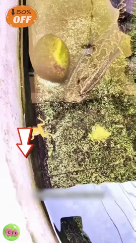 Umpan pancing lure baru jenis katak tendang air, katak terapung, cacing lembut, umpan untuk ikan bass, ikan jelawat, ikan kelah di kolam hitam