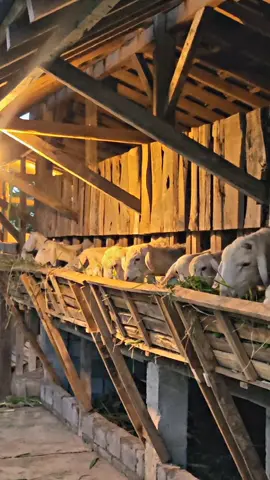 Full kepalanya BMf🥰🥰🥰 #kambing #klatenfyp #peternakmuda #dombagibas #domba 