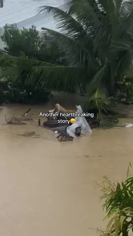 #bagyongtino #cebu #dogrescue 