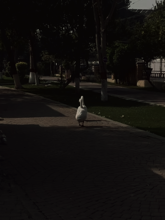 Frr.....🫠❤️‍🩹...... #brokenheart #alone #foryou #foryoupage #trending 