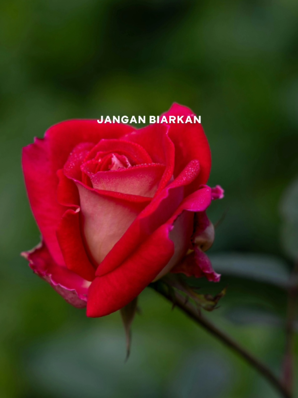 Jangan tunggu lama-lama #CapCut #lirik #fyp #capcutpioneer #pioneertemplate 