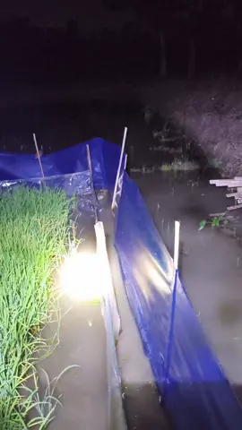 tarongen toki cedde 😫😫 #petaniindonesia🇮🇩🇮🇩🇮🇩🌿🌿 #petanimuda #fyp #hamatikus 