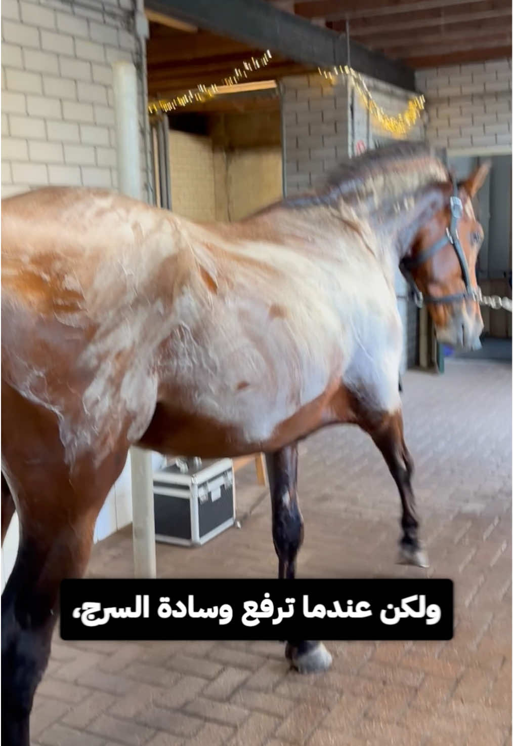 ما سر عرق الحصان  #حصان  #حيوانات  #animals   #معلومات 